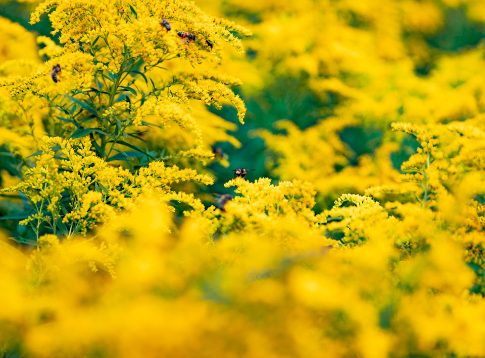 Bee amid yellow flowers