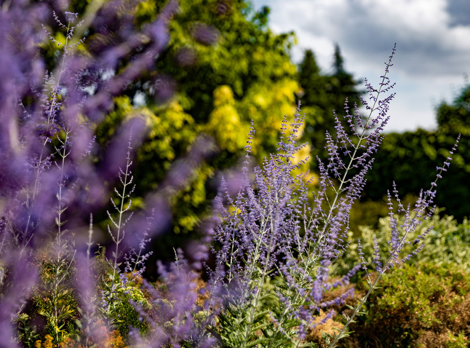 Lilac flowers in the garden