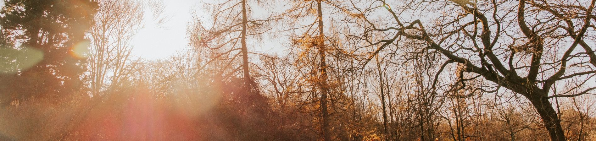 Enchanting woods and perfect picnics